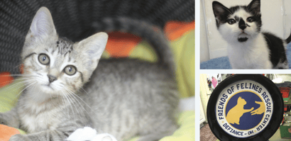 Caring for Cats in Need